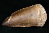 Very Large Mosasaur Tooth - Top % Size #13569-1